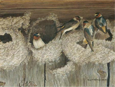 sweet birds